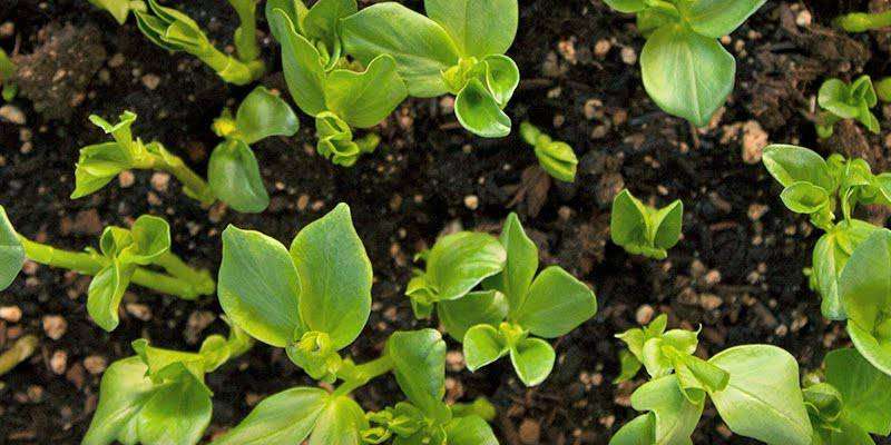 Green Manure Cultivation