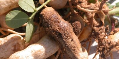 Groundnut Insect Management