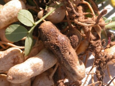 Groundnut Insect Management
