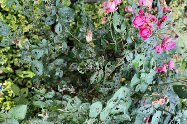 Insect Pests of Rose Plants