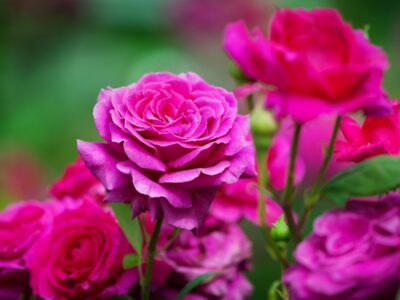 Insect Pests of Rose Plants