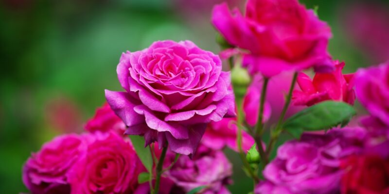 Insect Pests of Rose Plants