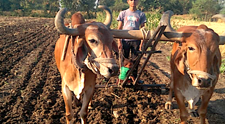 Inter-Crops with Cow-based Liquids