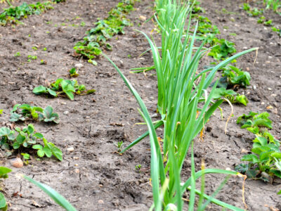 Intercropping Onion