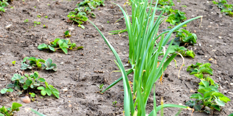 Intercropping Onion