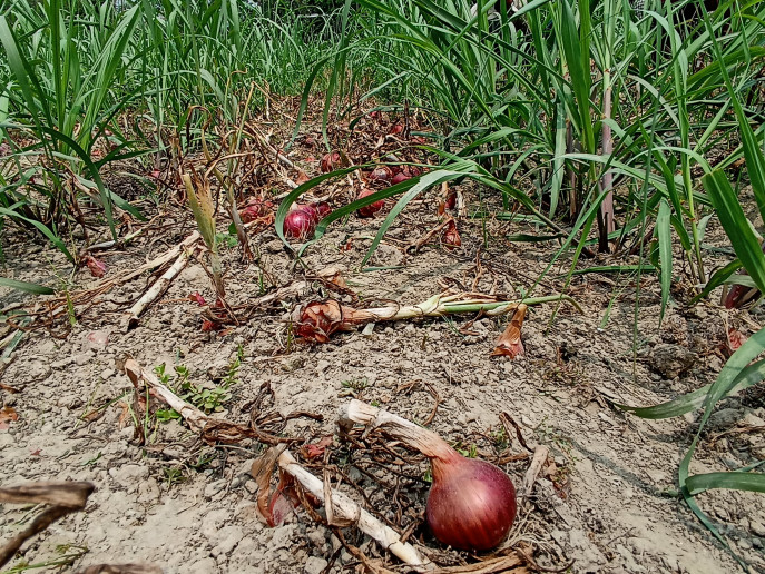 Intercropping Onion