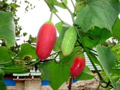 Ivy Gourd