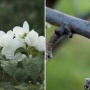 Jasmine Pruning
