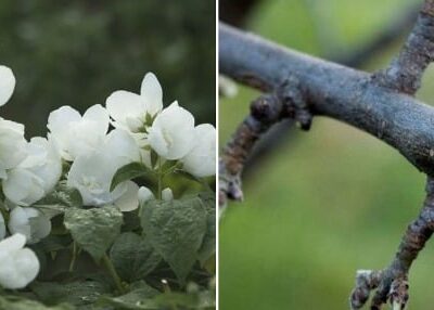 Jasmine Pruning