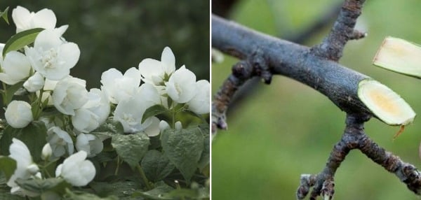 Jasmine Pruning