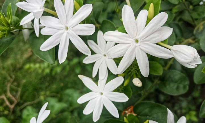 Jasmine Pruning