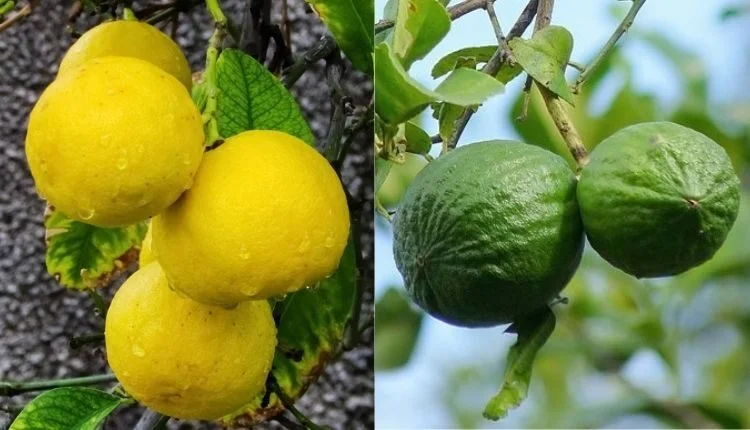 Lemon Farming Techniques