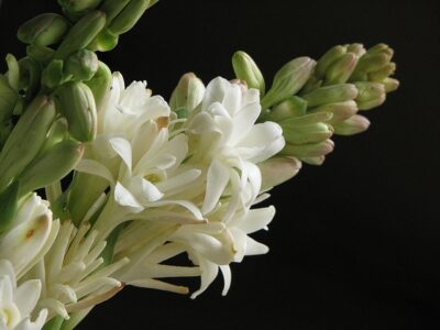 Lily Cultivation