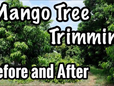 Mango Branch Pruning