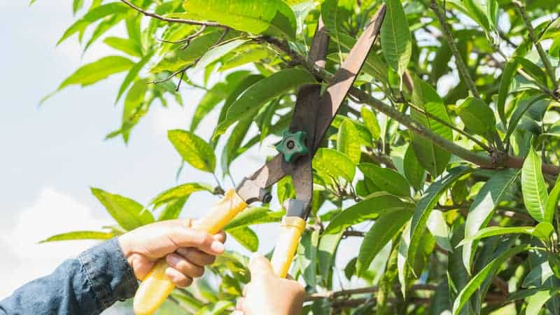 Mango Branch Pruning