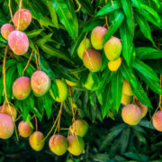 Mango Orchards