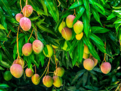 Mango Orchards