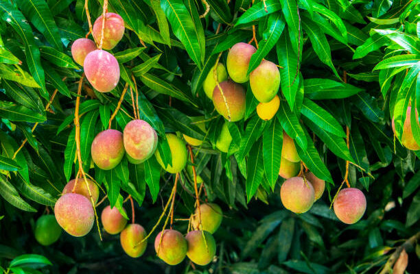 Mango Orchards