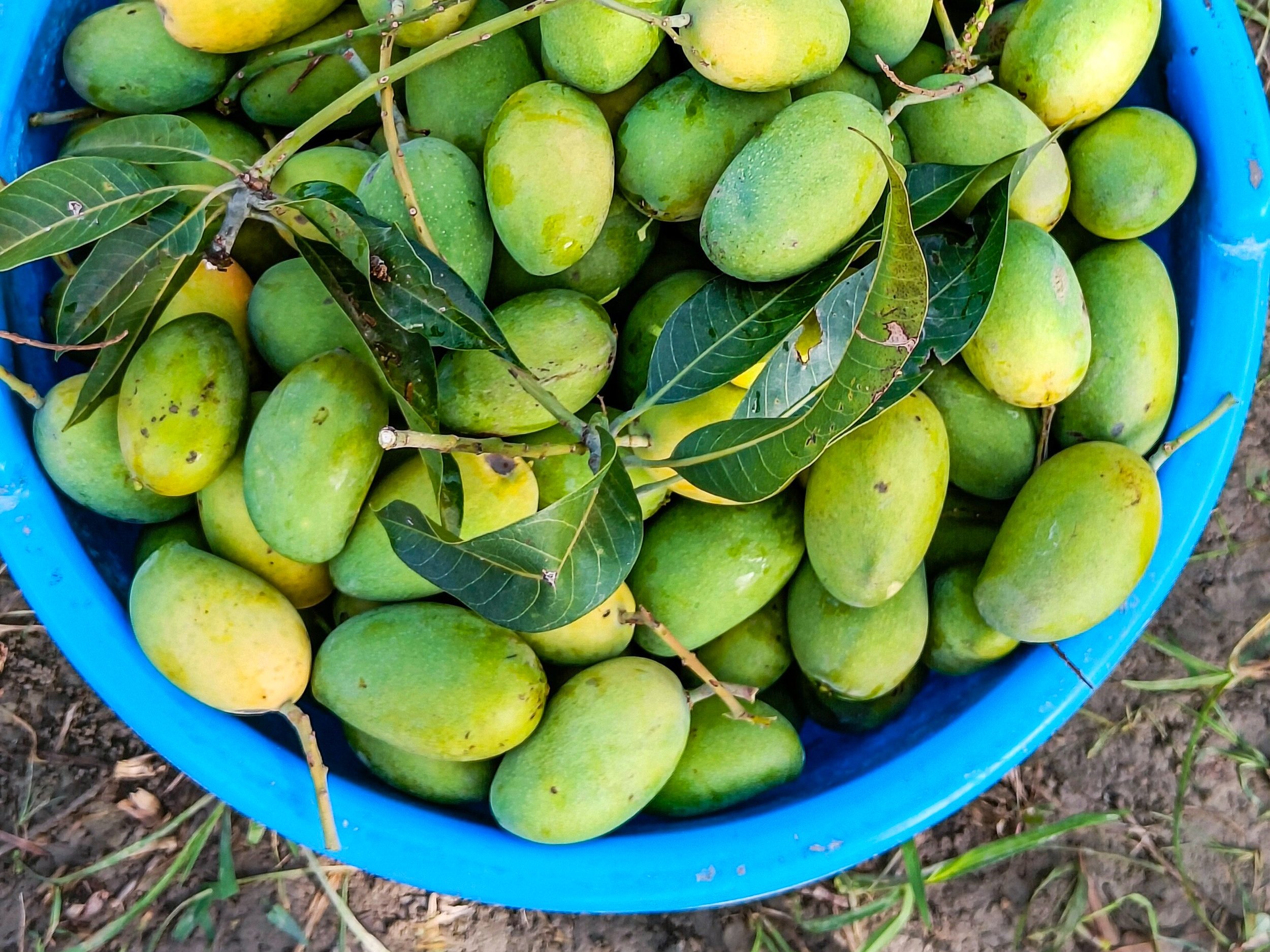 Mango Orchards