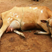 Milk Related Problems in Cattle