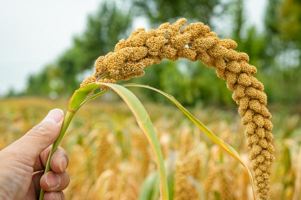 Millets Cultivation