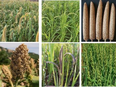 Millets Cultivation