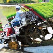 Modern Seedling Cultivation of Paddy