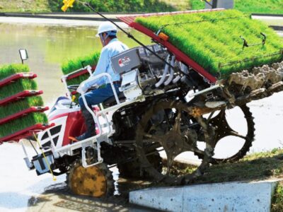 Modern Seedling Cultivation of Paddy