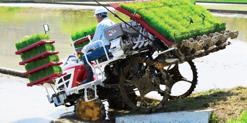 Modern Seedling Cultivation of Paddy