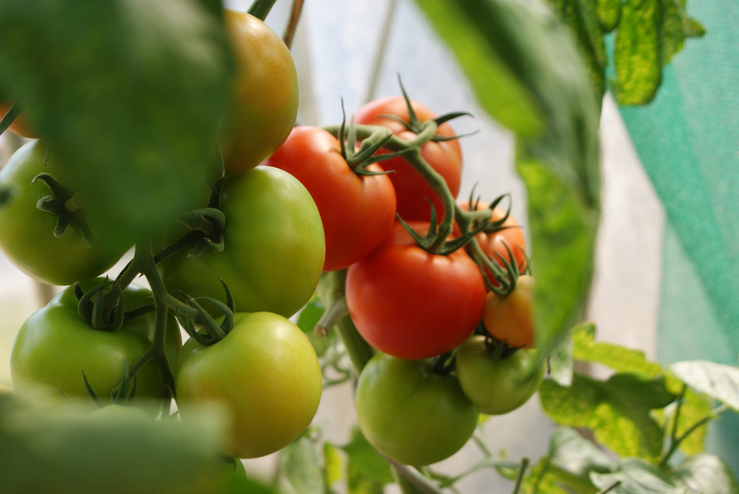 Monsoon Tomato Cultivation