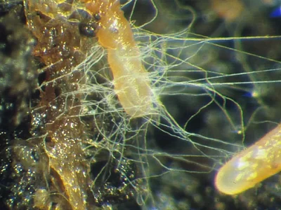 Mycorrhiza Uses
