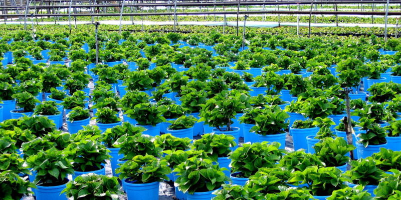 Nursery Management in Vegetables