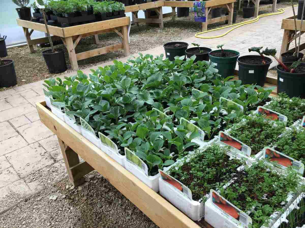 Nursery Management in Vegetables