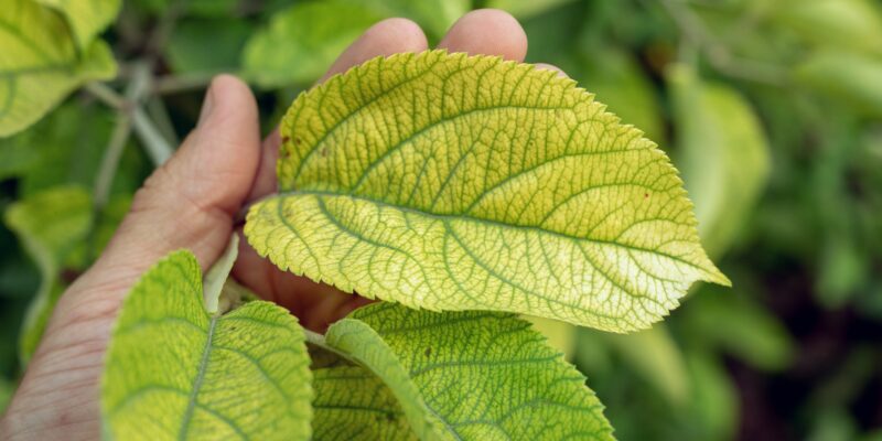 Nutrient Deficiency In Plants