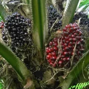 Oil Palm Cultivation