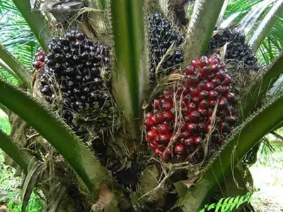 Oil Palm Cultivation