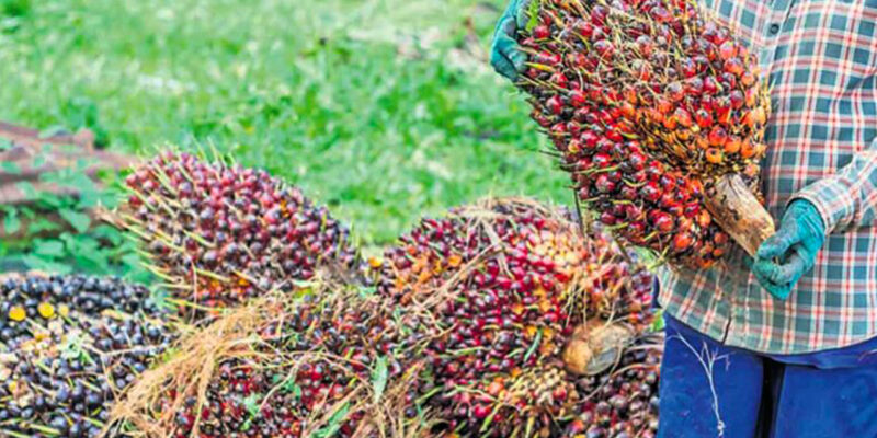 Oil Palm Cultivation