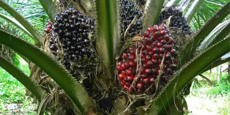 Oil Palm Cultivation