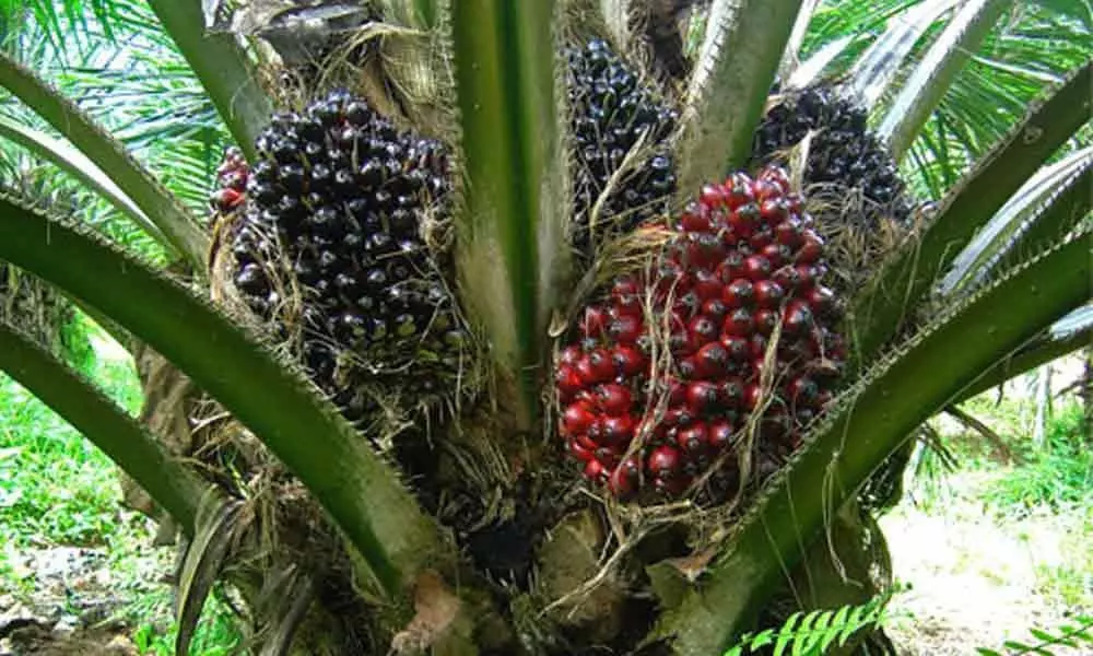 Oil Palm Cultivation