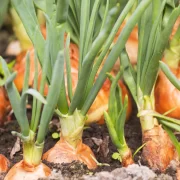 Onion Seedlings