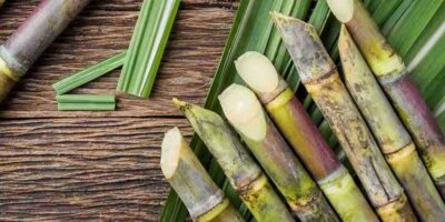 Organic Sugarcane Farming