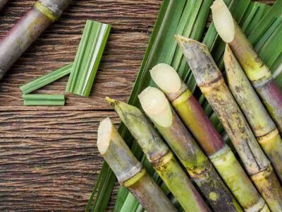 Organic Sugarcane Farming