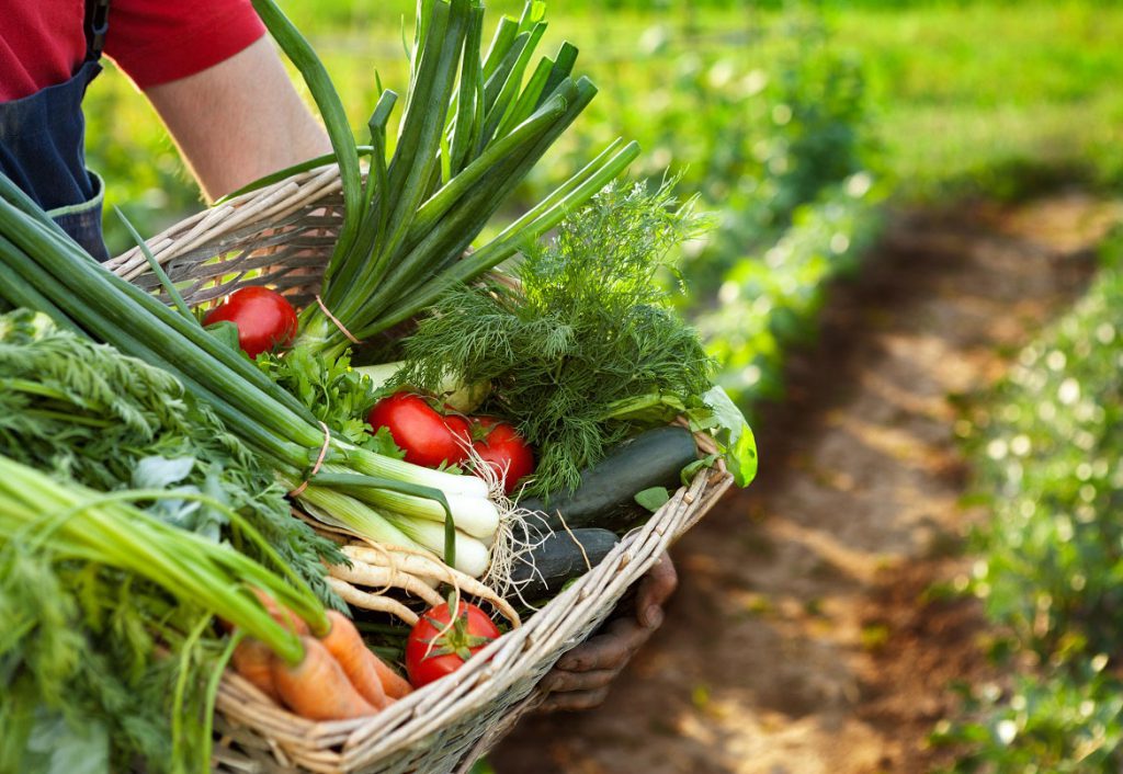 Organic Vegetable Garden