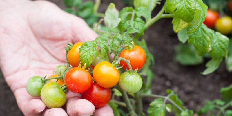 Organic Vegetable Garden