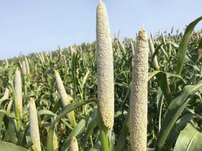 Pearl Millet Seed Production