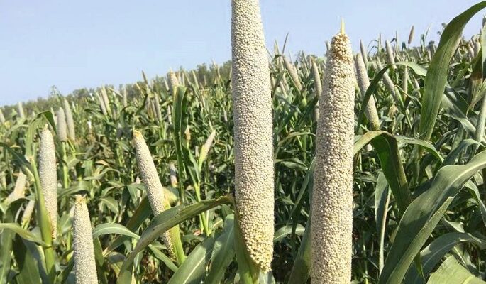 Pearl Millet Seed Production