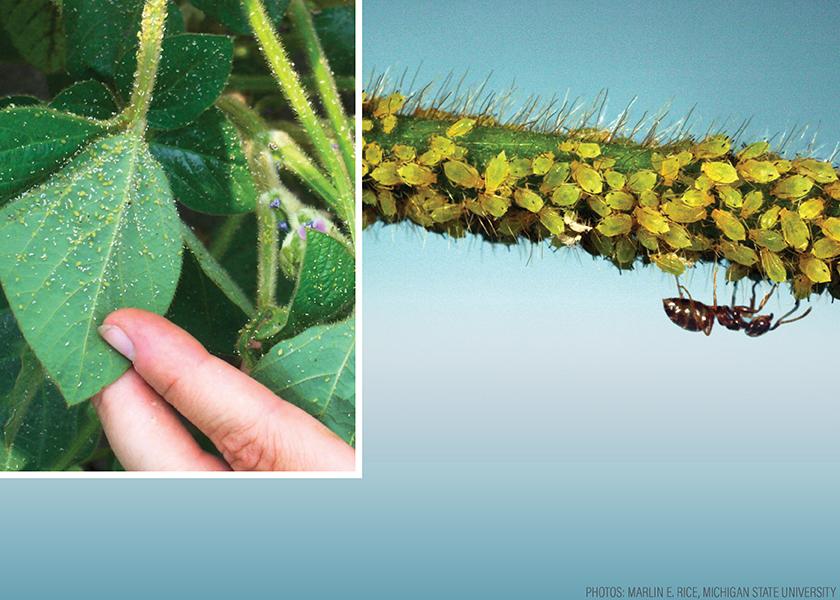 Pest of Soybean and Rice