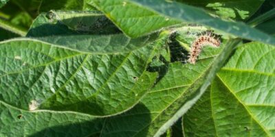 Pest of Soybean and Rice