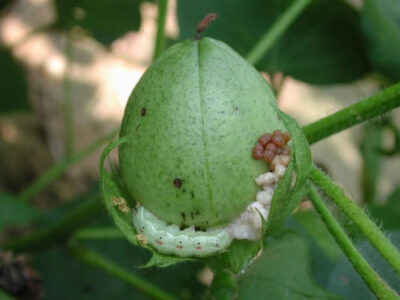 Pink bollworm
