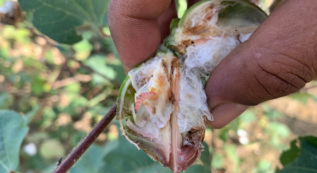 Pink bollworm